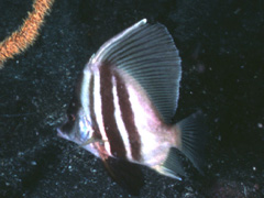 histiopterus-typus
